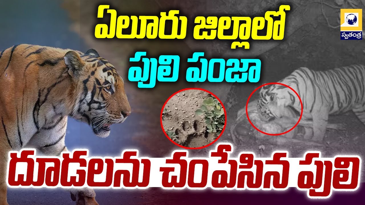 ఏలూరు జిల్లాలో పులి పంజా..! | Buttayagudem Tiger Latest News | Eluru District Tiger | Swatantra Tv |