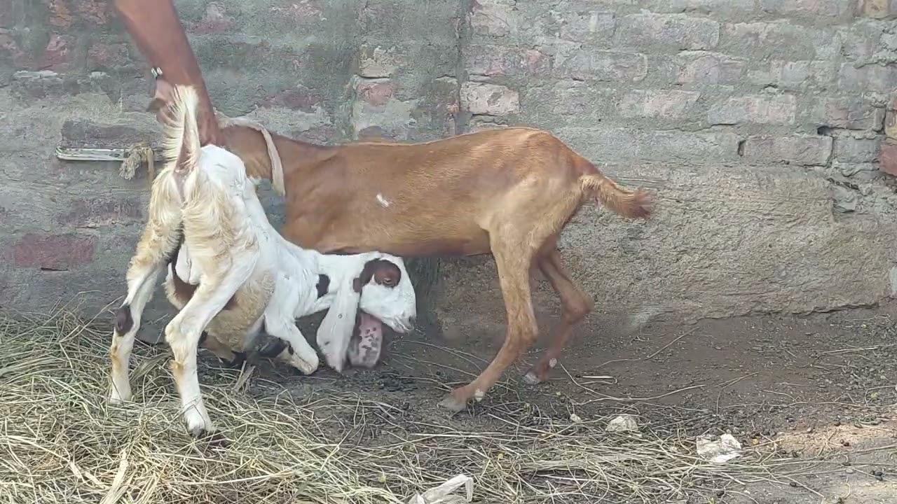 My New Baby Goat Drinking milk