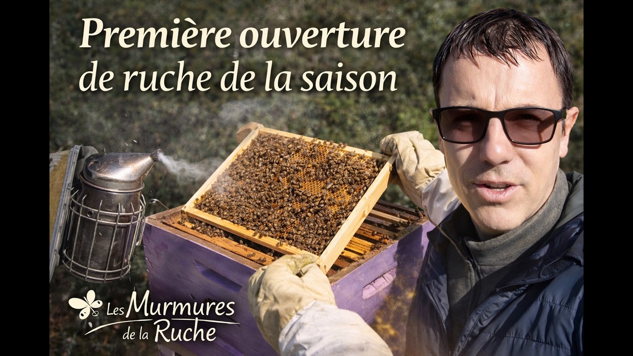 Sortie d'hivernage : Bilan et erreurs de débutant sur la ruche de ma fille.