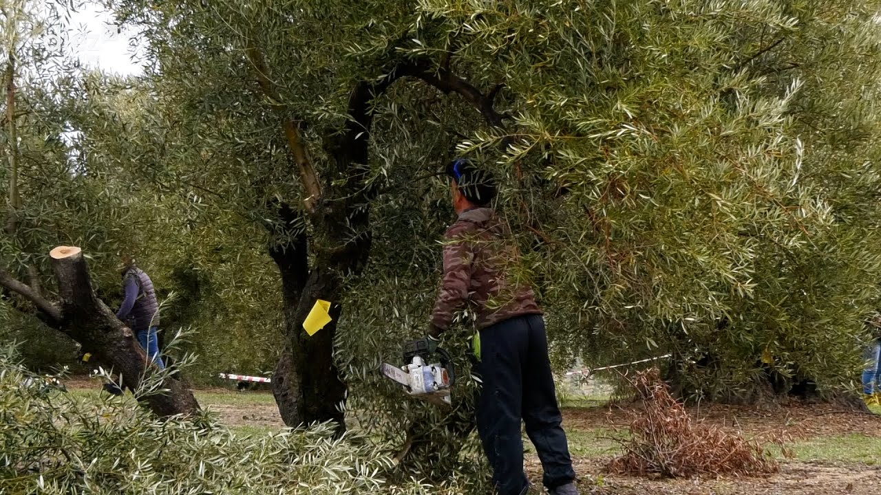 REC10 | 20258-03-02 |  I Concurso Nacional de Poda del Olivar de Las Villas en Villacarrillo