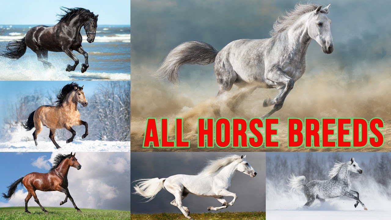 All HORSE BREEDS - types of horse breeds in the world
