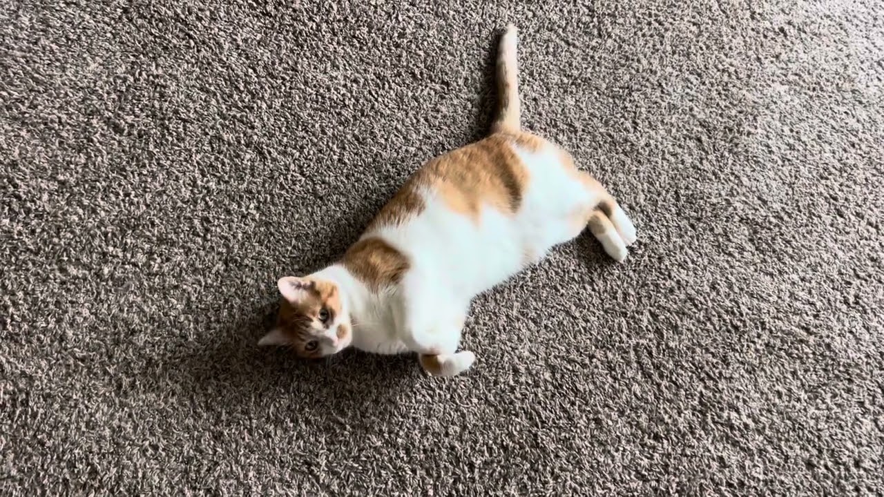 I talk to my cats about how they&rsquo;re doing a great job