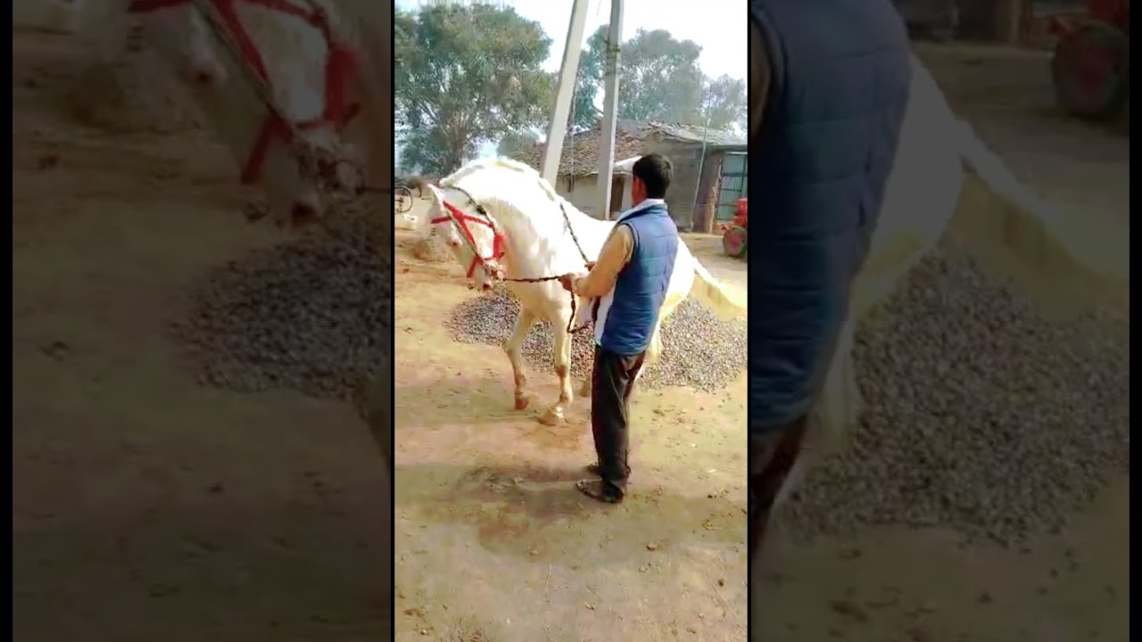 पप्पू भाई घोड़े वाला