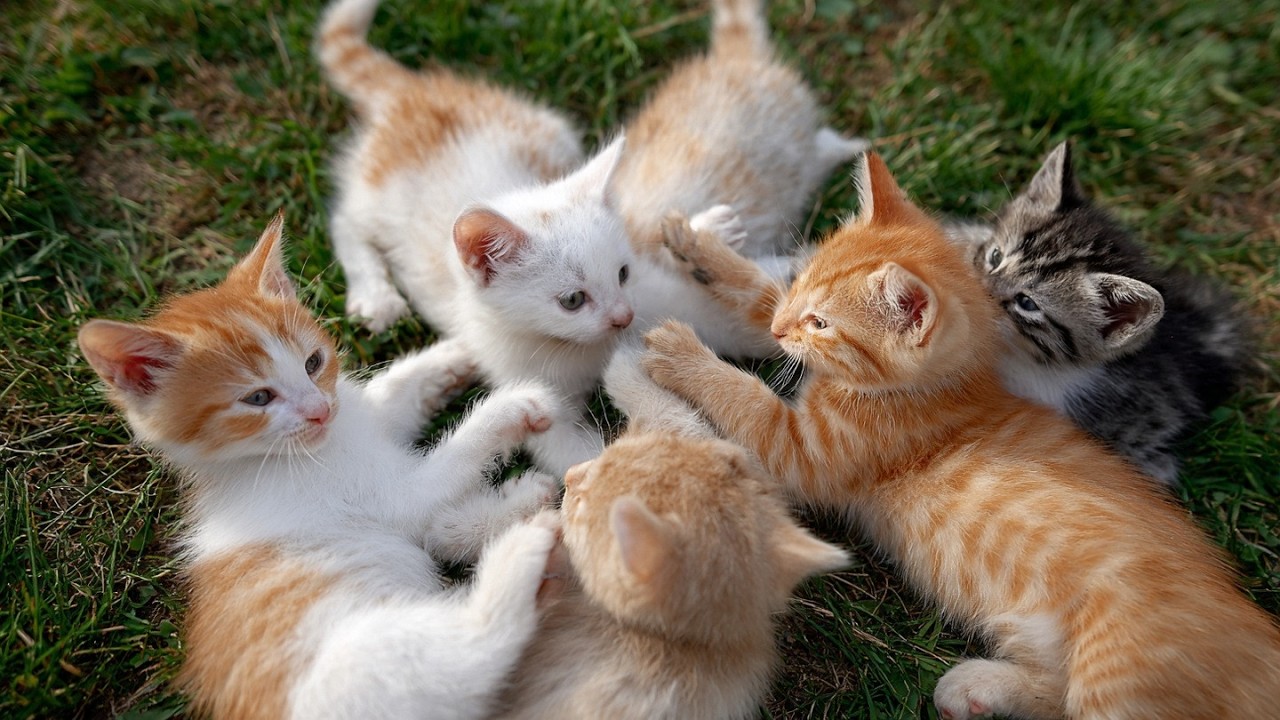 High-Energy Kitten Punch Party! Tiny Paws, Big Drama, No Victims