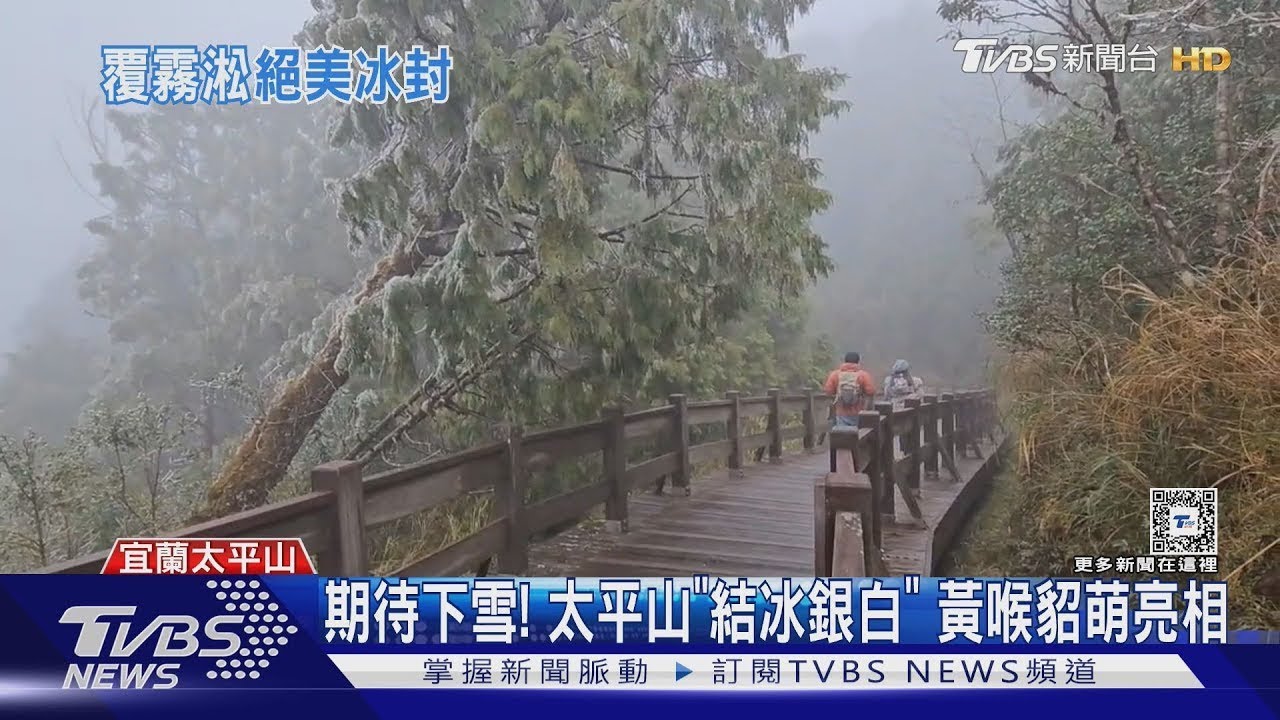 期待下雪! 太平山「結冰銀白」 黃喉貂萌亮相｜TVBS新聞