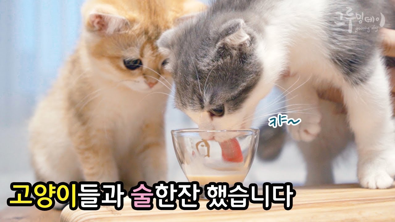 고양이들과 술 한 잔 했습니다, 농구 선수 코비를 추모하며 (rip kobe)
