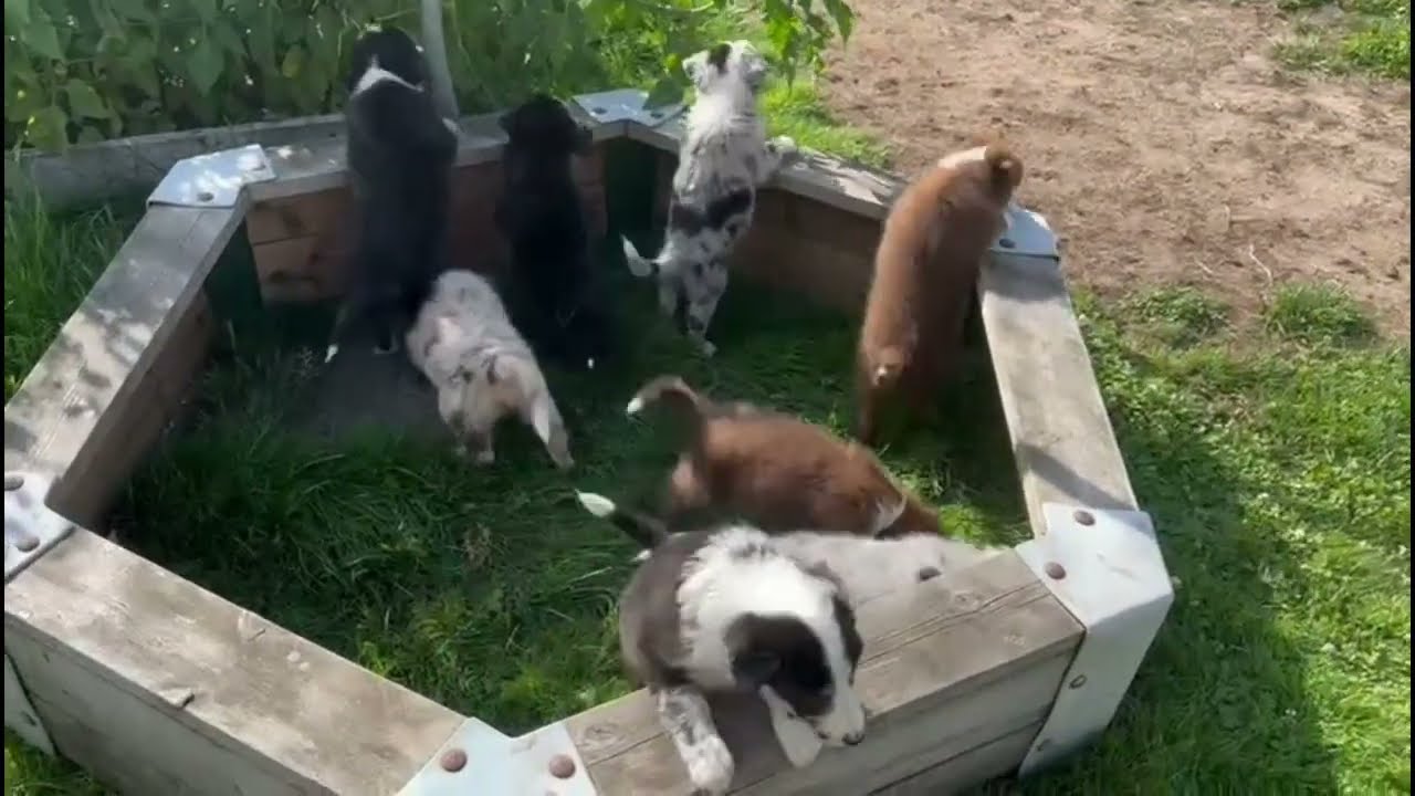 Flower Puppy Litter Summer 2025