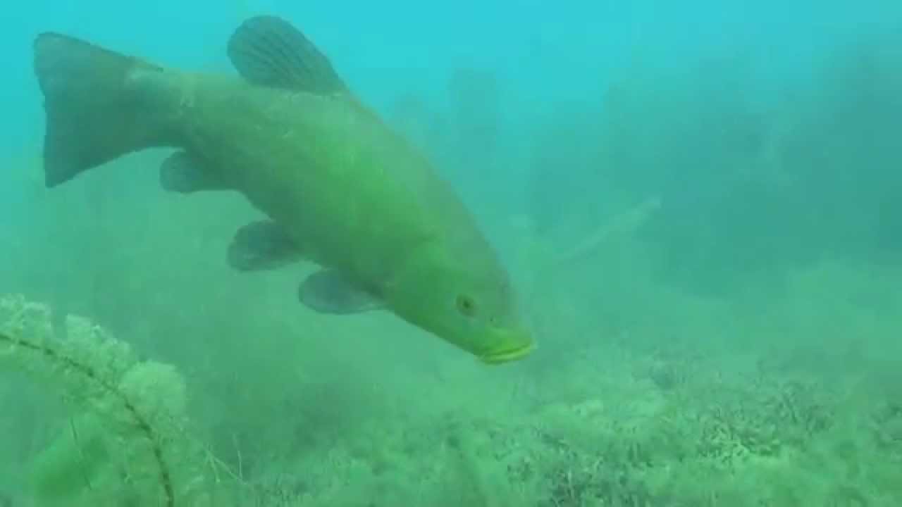 Muds Not only diver, also hungry tench; No s&oacute;lo los lodos buceador, tambi&eacute;n tenca hambre