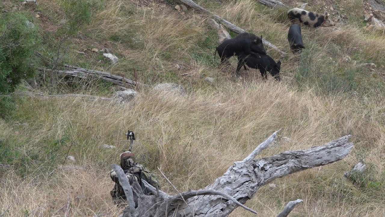 RUTTING BOARS - Bowhunting Australia