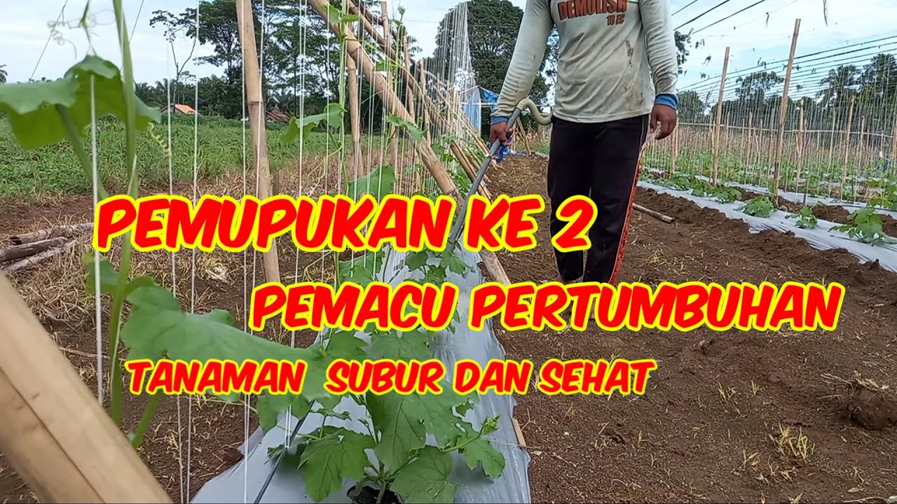 🔴PEMUPUKAN KE 2 PERCEPAT LAJU PERTUMBUHAN