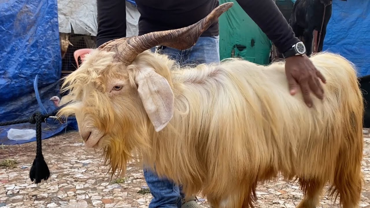 EXOTIC KASHMIRI Goats for sale at NISBAT Goat Farm Mazgaon| Exotic Lovers CAN’T miss this