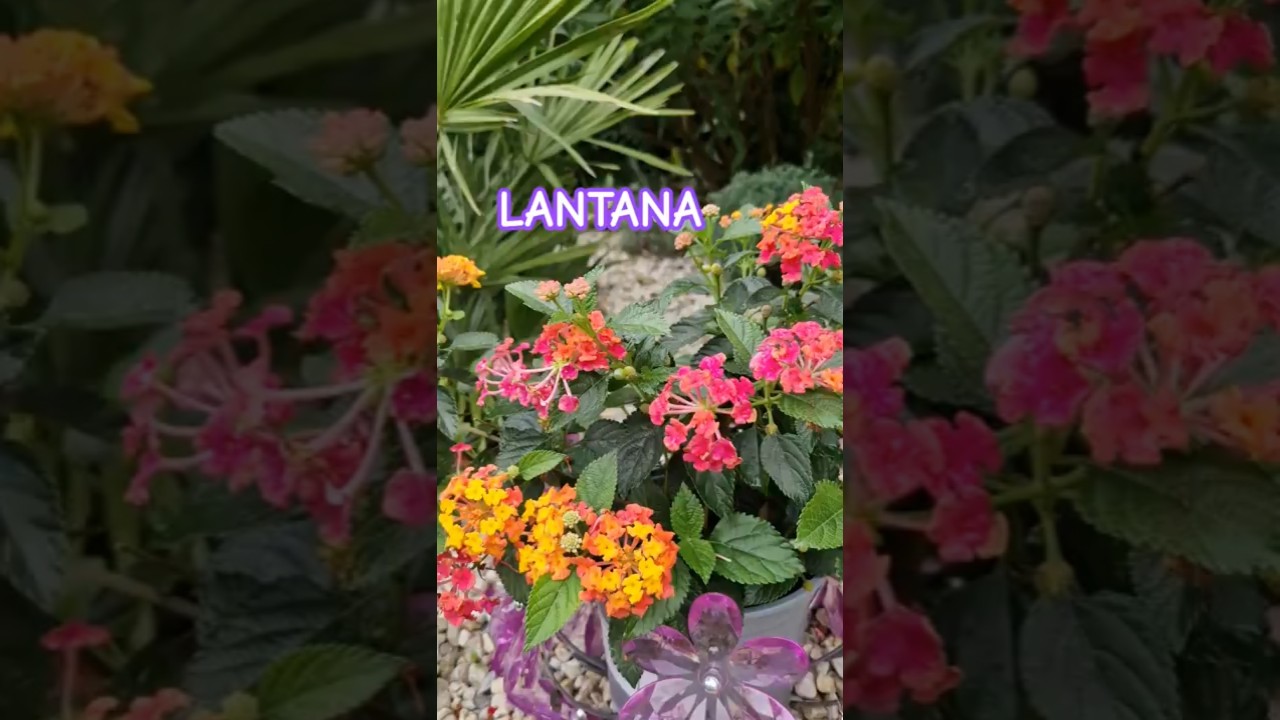 Lantana 😍🌸🌿 #ogr&oacute;d #Lantana #nature #kwiaty #garden #flowers