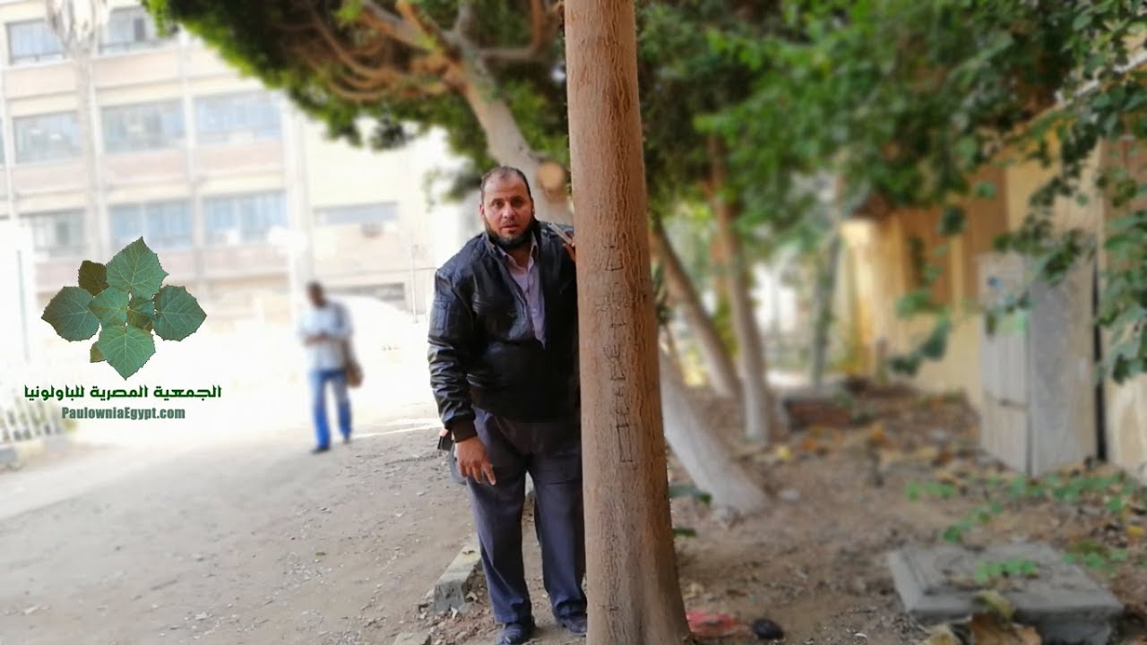 شجرة باولونيا عرابى عمر 5 سنوات | من انجح مشاريع مصر الزراعية