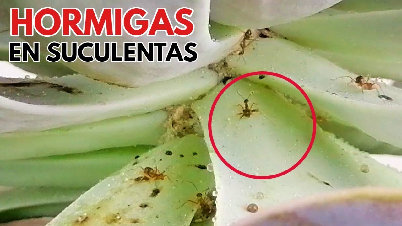 eliminar hormigas en suculentas y que no vuelvan jamas donsuculento