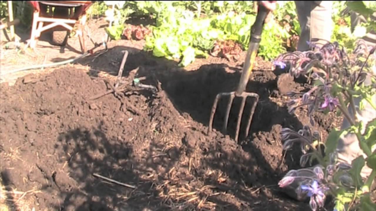 طريقة الزراعة العضوية الكثيفة BioIntensive Gardening