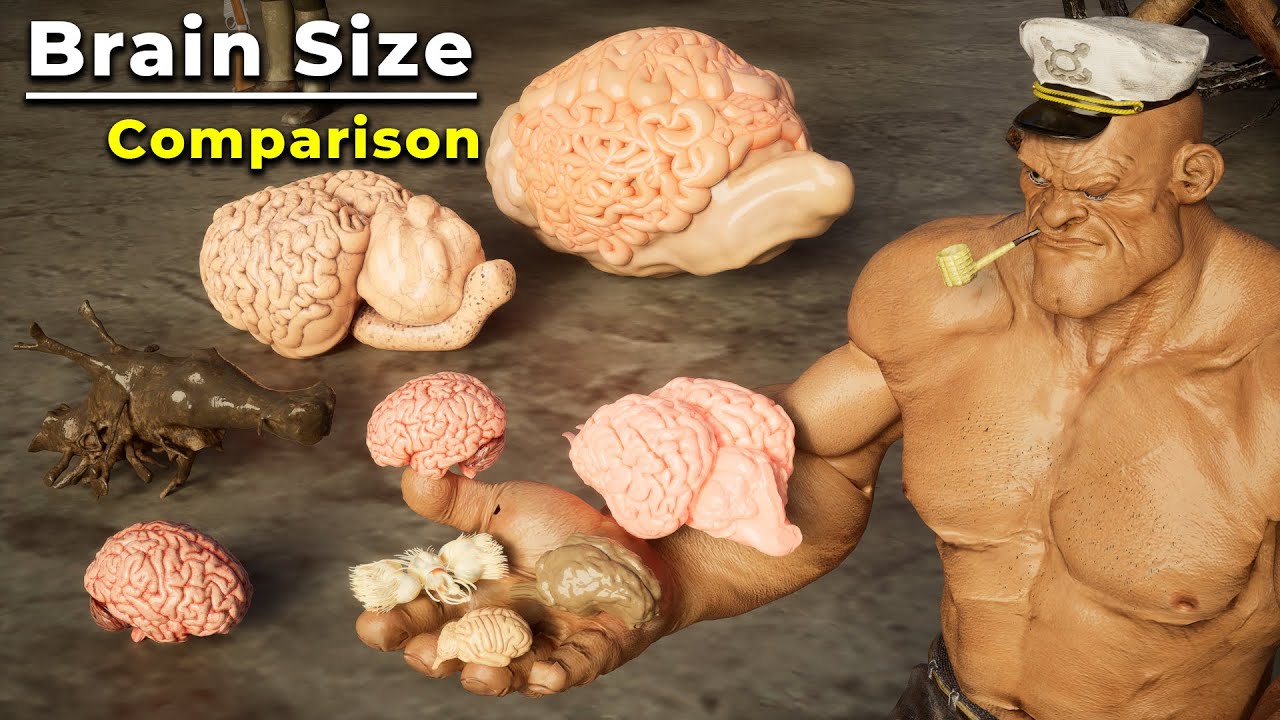 Brain Size Comparison in Human Hand | Brain size | monster Brain