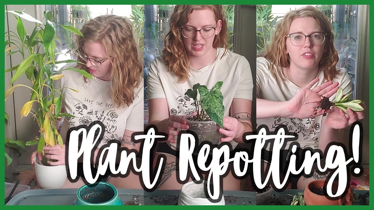 First Repotting in Texas!
