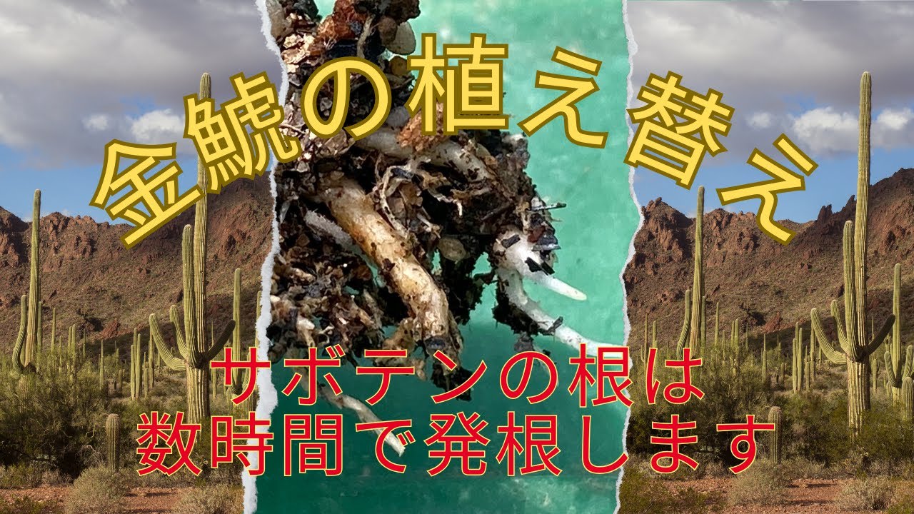 【超速】金鯱の根をリセットして、発根させる植え替え方法。サボテンの植え替えの基本です。