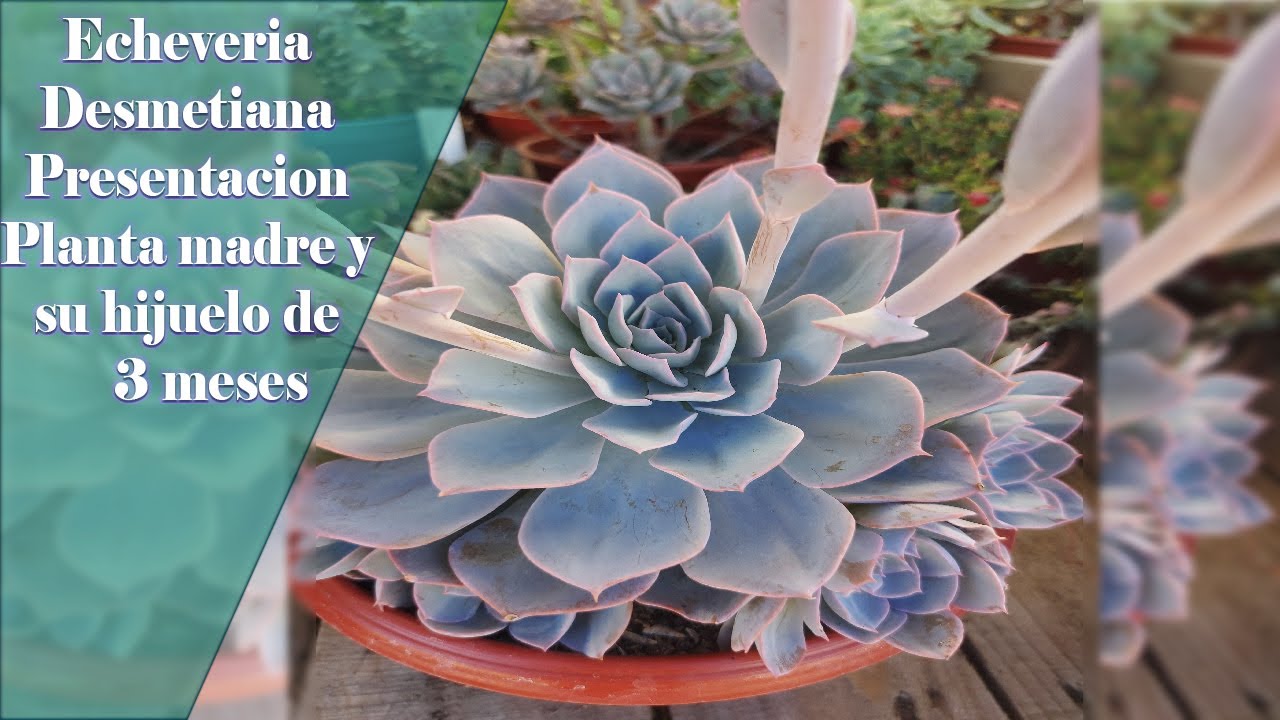 Como cuidar y regar la Echeveria Desmetiana (