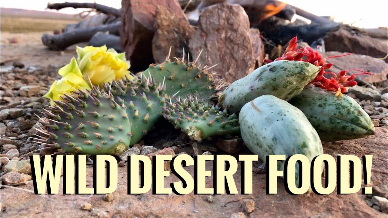 Eating Cactus and Other Desert Edibles(Yucca, Ocotillo) -Junkyard Fox