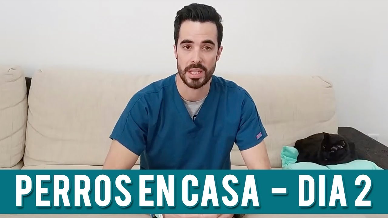 Enriquecer El Entorno De Nuestros Perros  | D&iacute;a 2