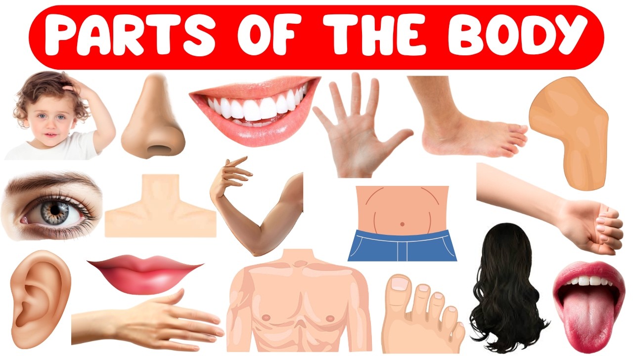 Learn Body Parts for Kids | Parts of the Body for Toddlers, Preschool, LKG & UKG Beginners children