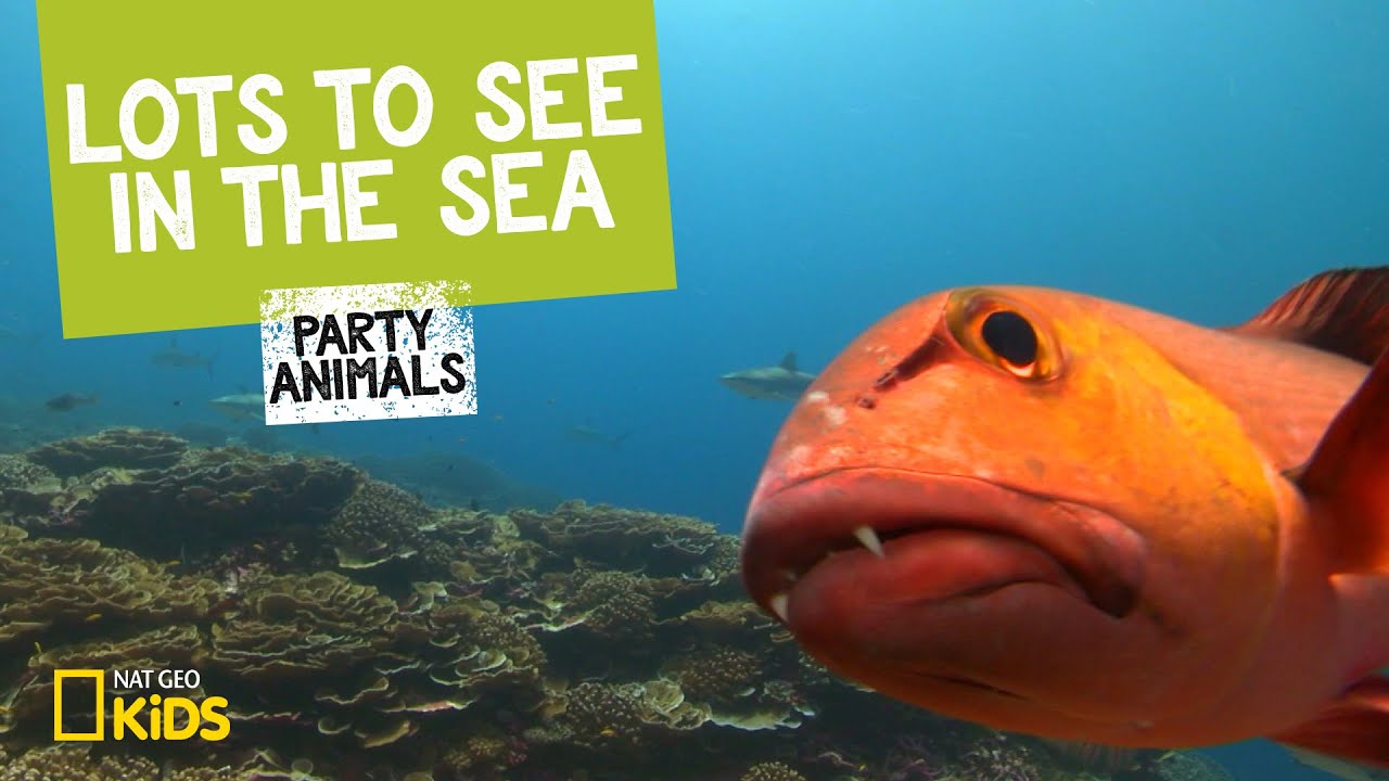 Lots to See in the Sea | Party Animals