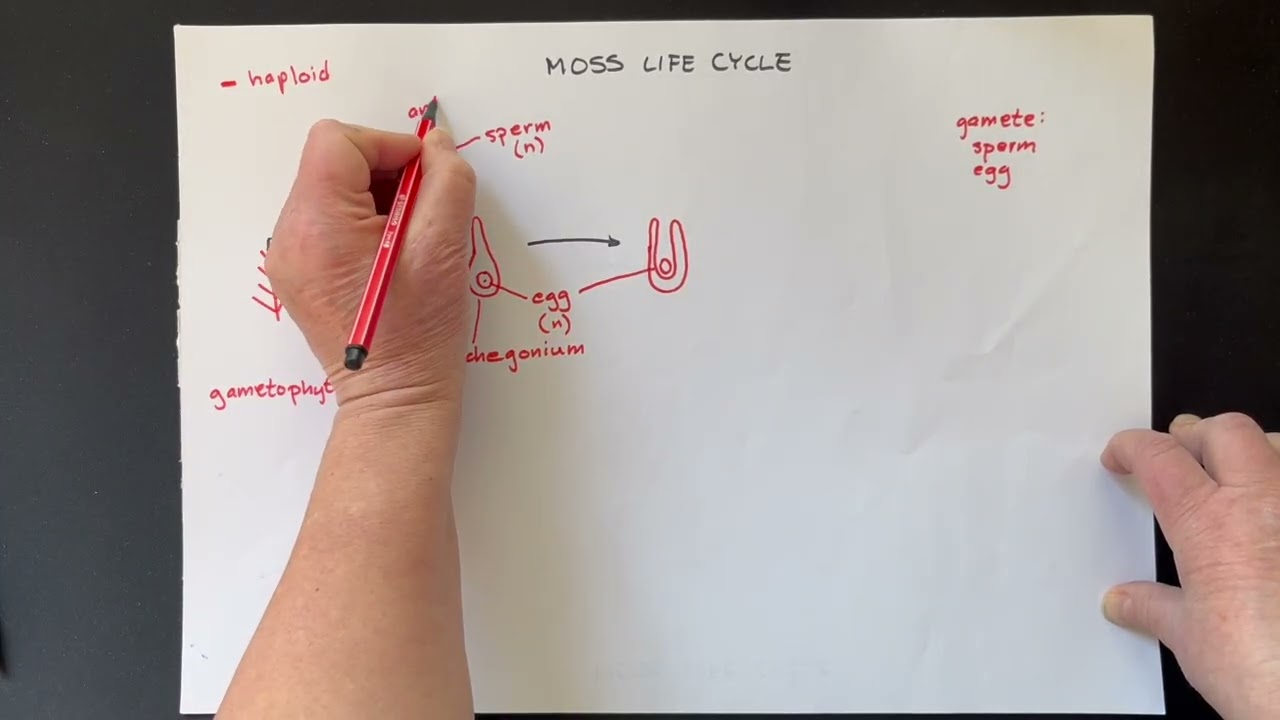 Moss life cycle – with an introduction to terms related to the life cycles of land plants.