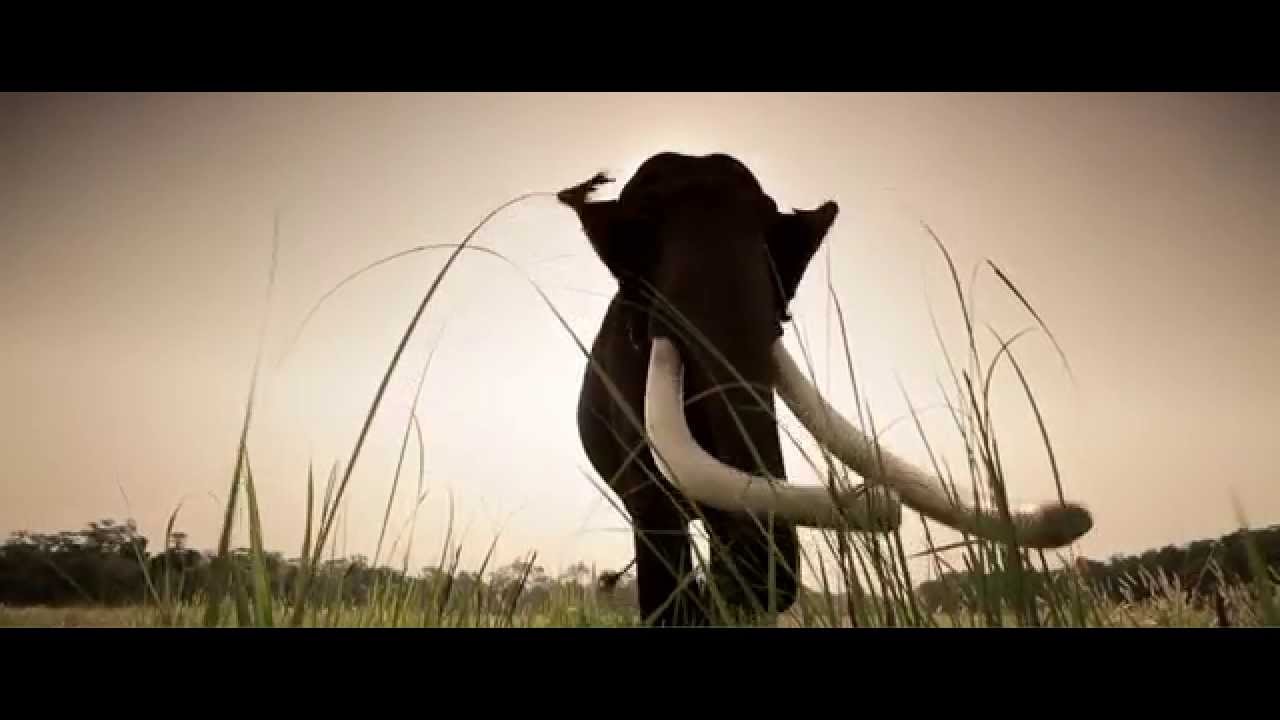Shooting an Elephant - Teaser [HD]