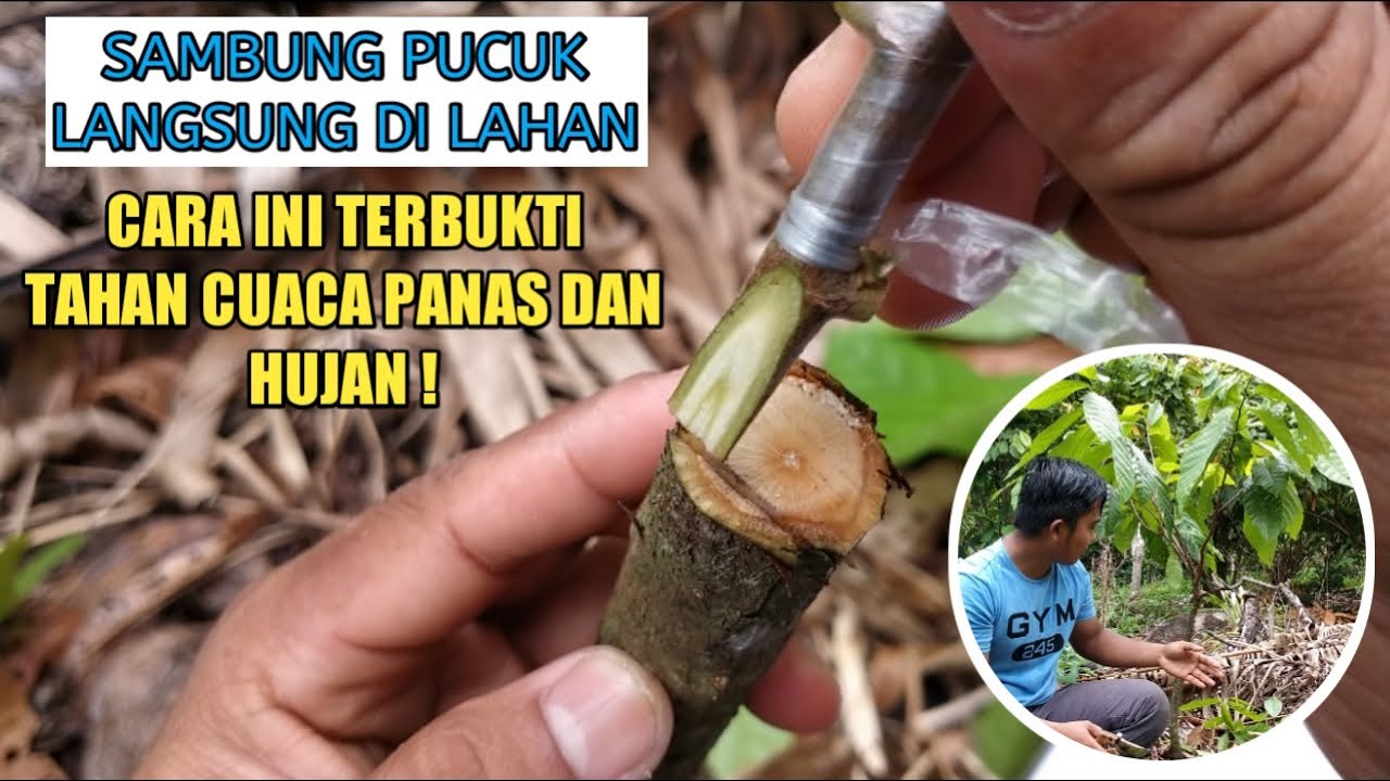 YANG TERLANJUR TANAM KAKAO BUKAN DARI BIBIT SAMBUNG PUCUK HARUS TAHU CARA INI, SAMBUNG DI LAHAN❗