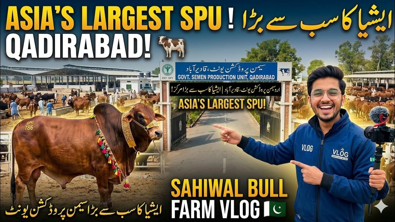 Elite Sahiwal Cattle Bulls of SPU QADIRABAD 