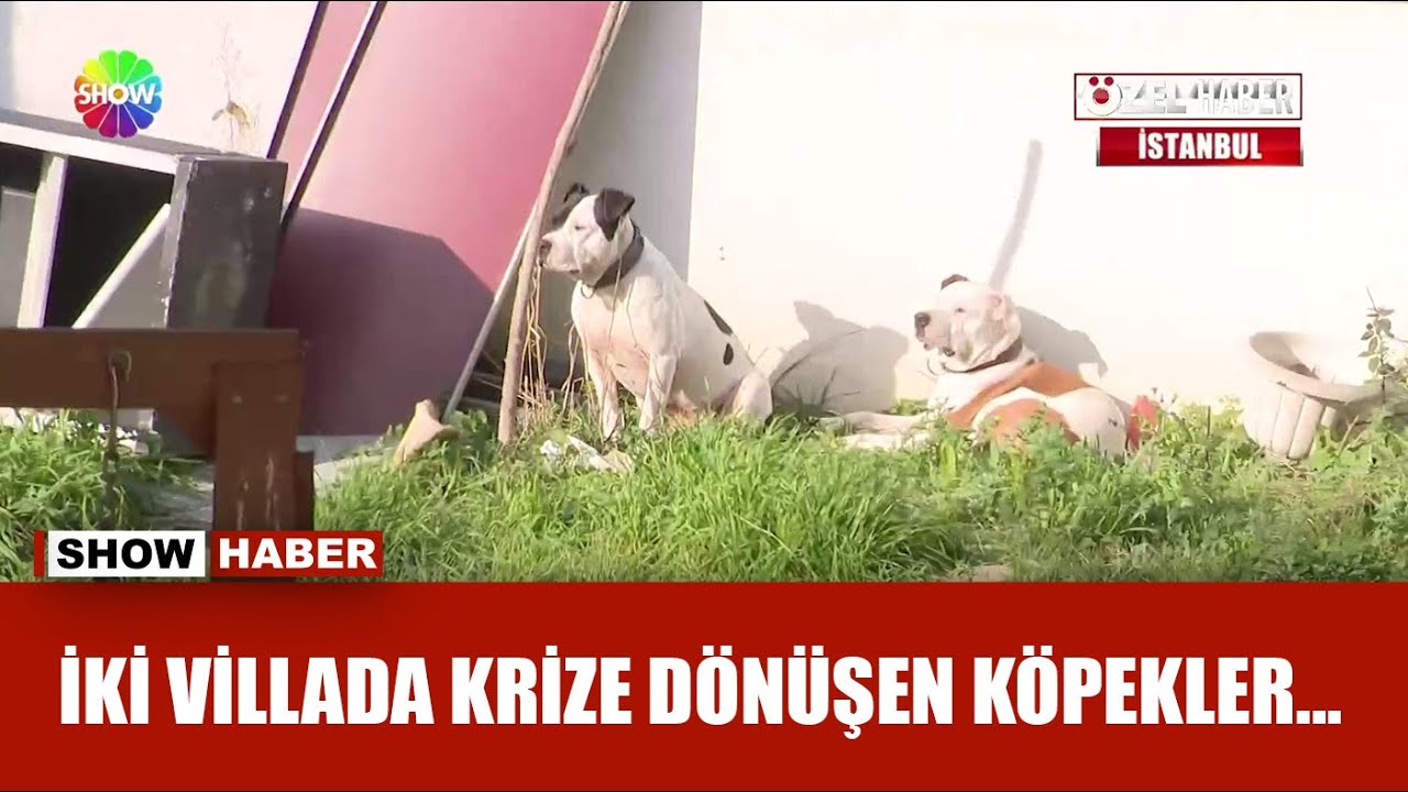 Komşu taşındı, geriye 2 pitbull kaldı!