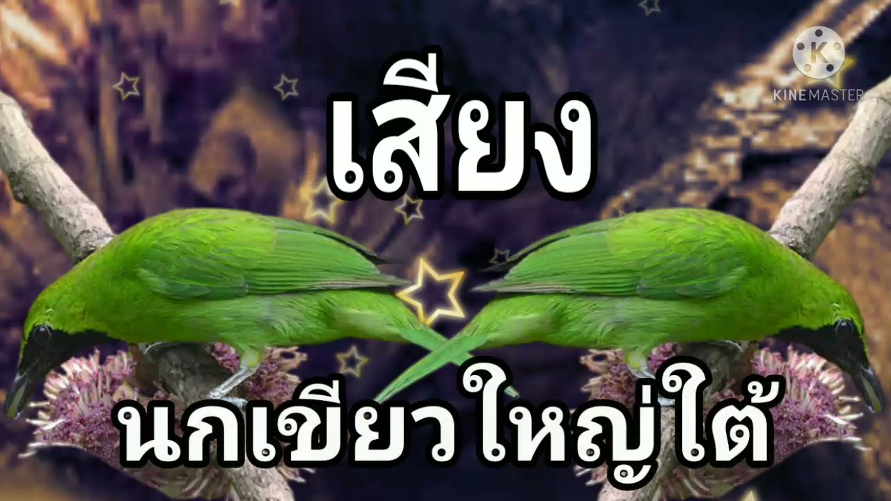 เสียงนกเขียวใหญ่ใต้