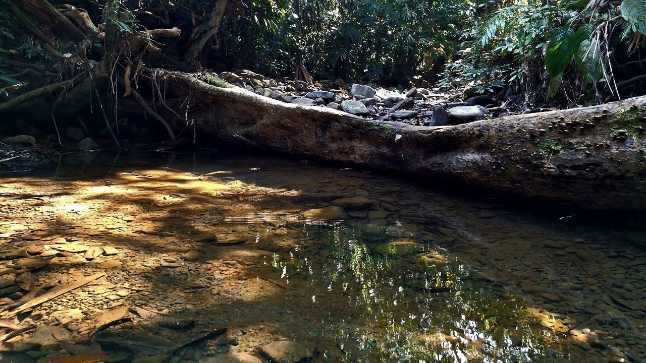 Calming River Sounds 8K,Nature Sound For Deep Focus,Sleep,Study,Meditation,Reduce Anxiety.