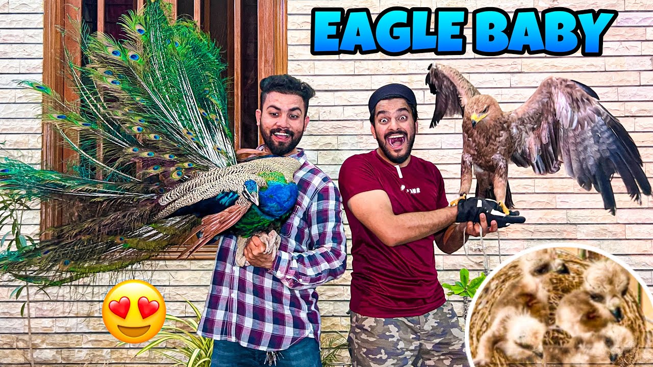 MERE EAGLE K BABIES KA KIA HOA? 🤔 | MISHKAT KHAN | THE FUN FIN