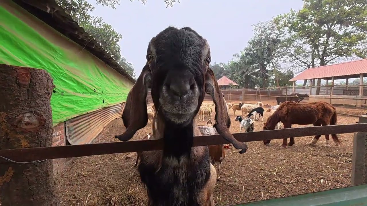 Goats and Sheeps are happy to live | ছোট খামারে ভেড়া ও ছাগল পালন