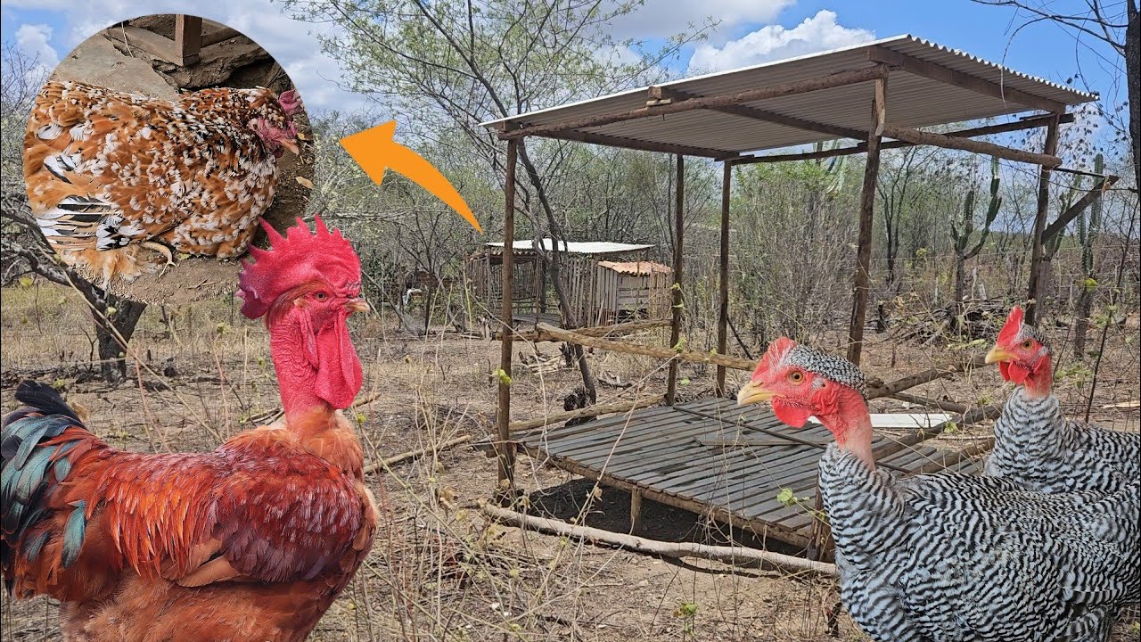 🔨 Novo Galinheiro em Construção + Perdas Misteriosas 