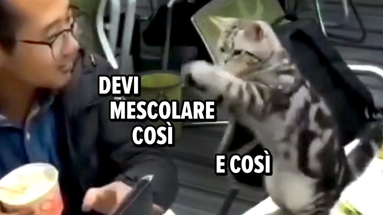 Gatti Doppiati 😹🎤 Ep. 1
