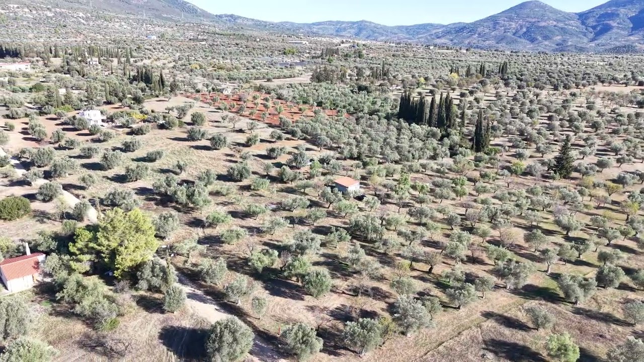 ΒΑΘΕΙΑ, Αγροτεμαχιο με 100 ελίες επιφανείας 7.940 τ.μ.,