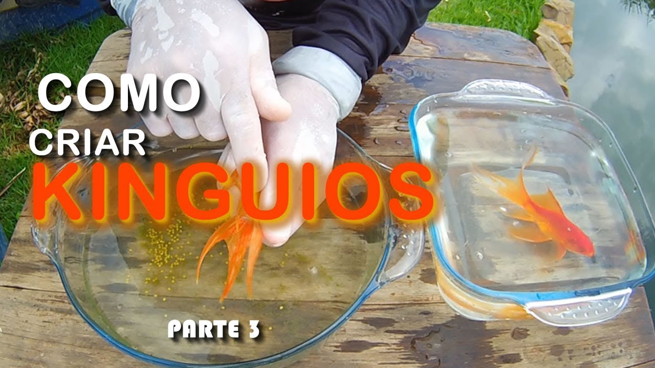 COMO CRIAR KINGUIOS PARTE 3 Canal Saalada