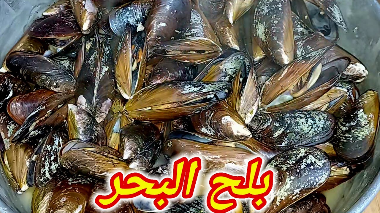 بلح البحر بافضل طريقة 👌 طريقة تنظيف و عمل ( المحار 🦪 الكوستا ) بتتبيله مميزة في ١٠ دقائق