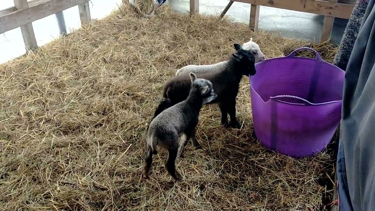 Lamb crazyness...
