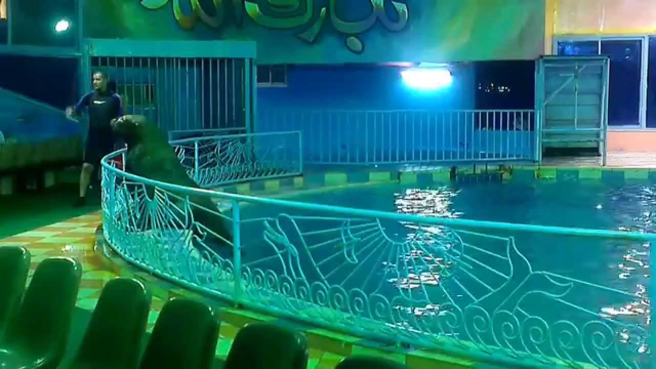عروض قرية الدولفين بالدمام 04-08-2014 Dolphin Show - Dammam