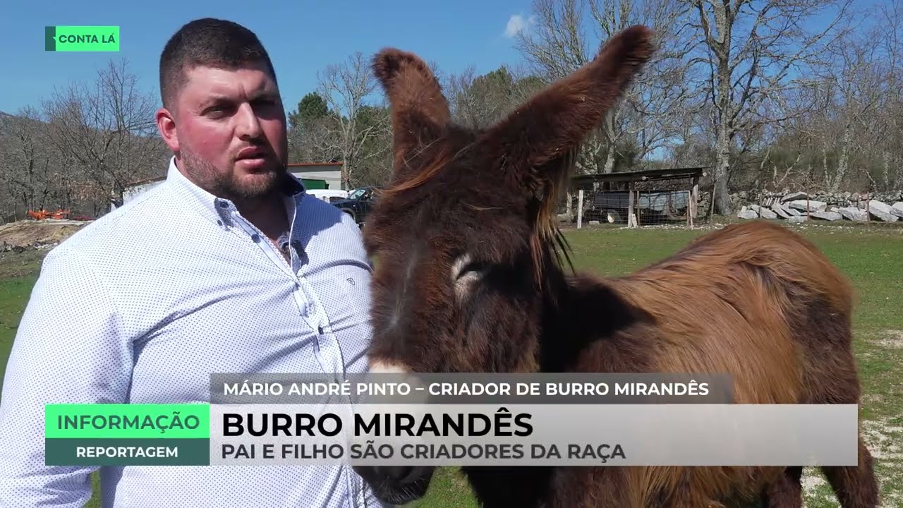 Burro Mirandês, o animal dócil e inteligente que está em vias de extinção. Pai e filho são criadores