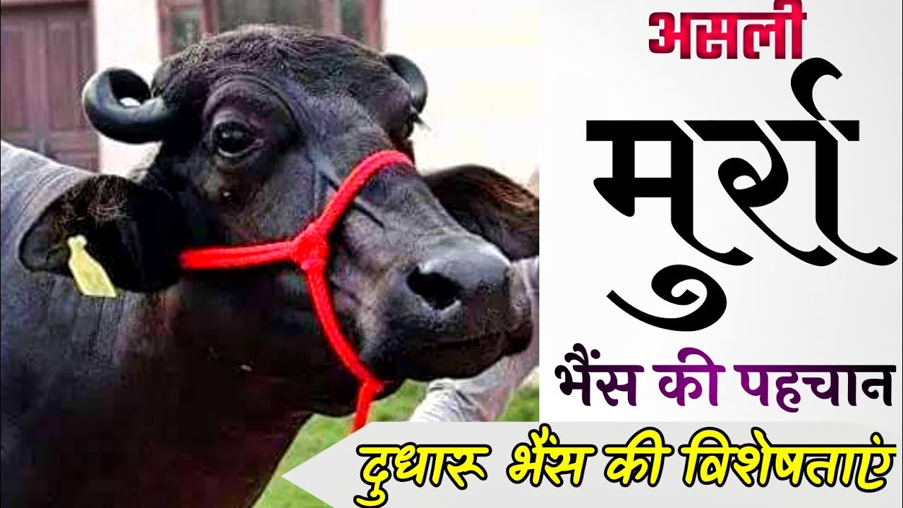 दुधारू भैंस की पहचान |  मुर्रा भैंस | murra Bhains ki pahchan | Murrah buffalo