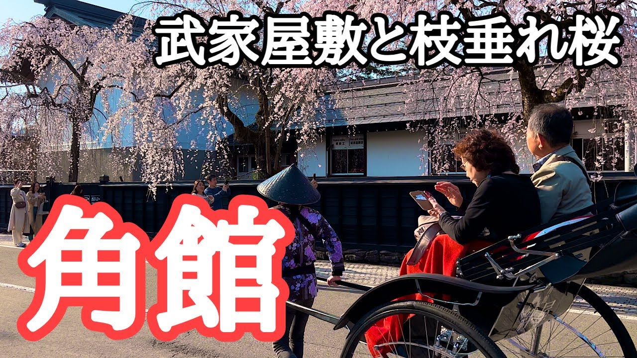 【秋田観光】2024角館の桜まつり、枝垂れ桜が見頃です　撮影：2024年4月13日　武家屋敷通り、桧木内川堤