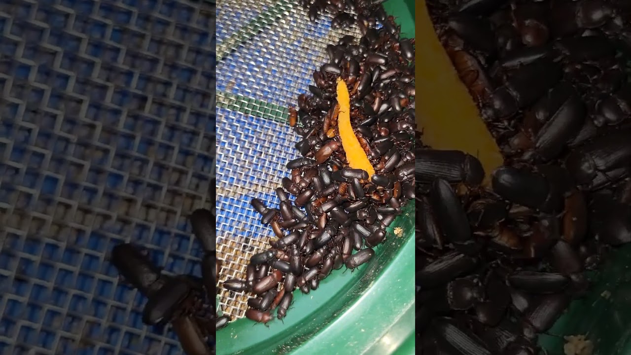 How to feed your mealworms solid food, and beetles too! #mealwormfarm