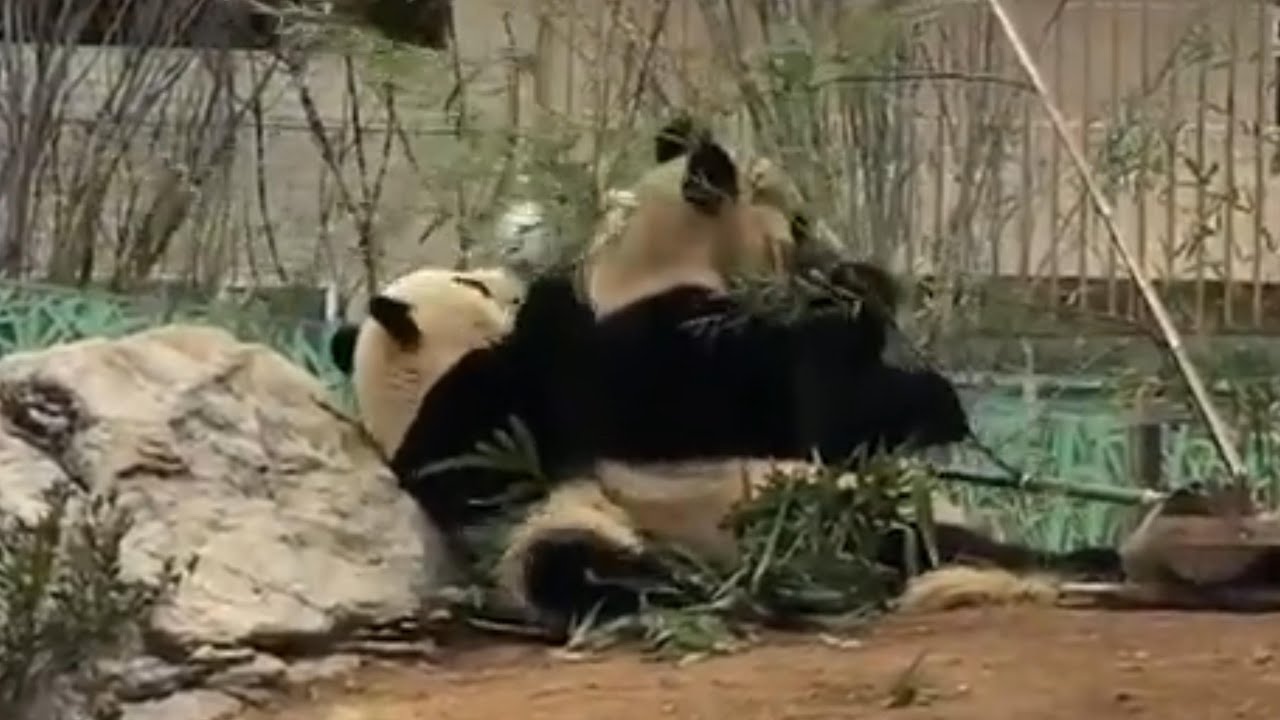 ママに乗られちゃうシャオくん【未公開編】【上野動物園】