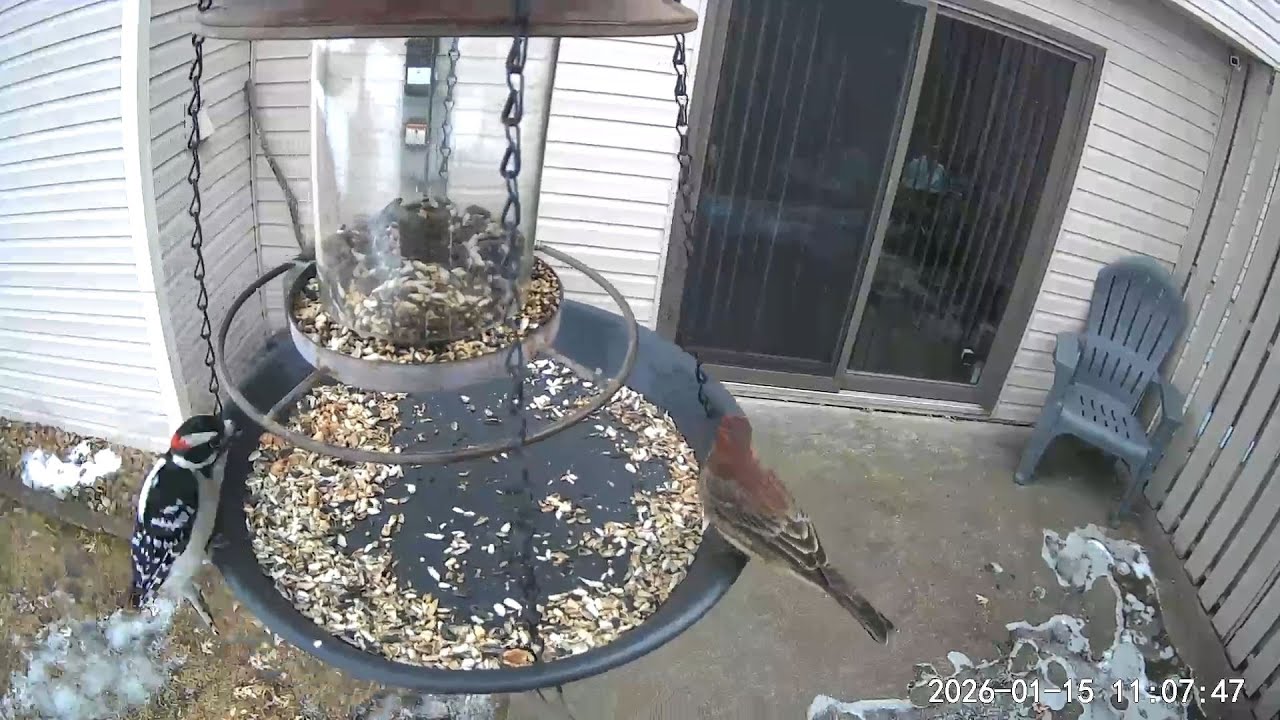 2026/01/15 - House Finches, Black-capped Chickadees, and Downy Woodpeckers enjoy an early lunch