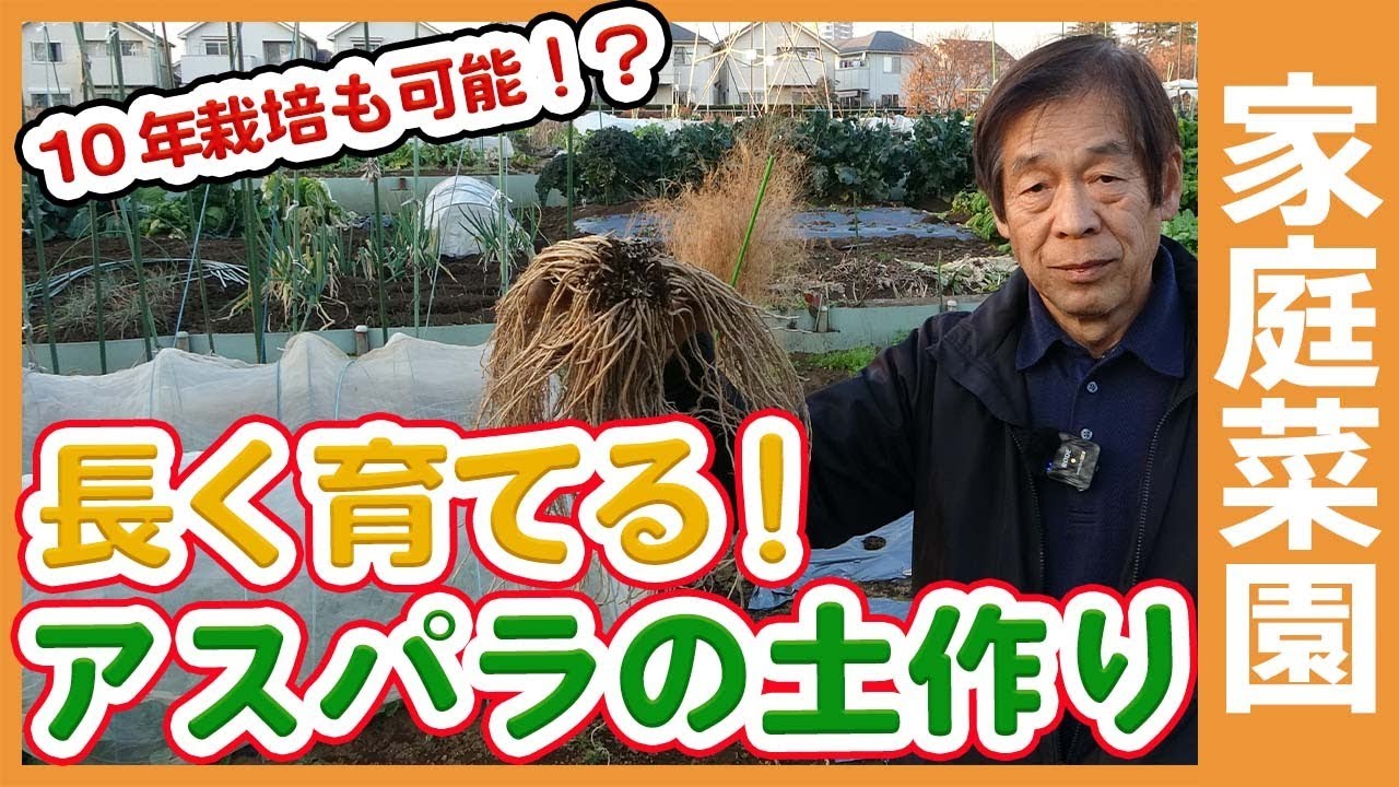 家庭菜園や農園で長く育てるアスパラガス栽培！アスパラを10年栽培できる土作りや肥料、畝作りなどアスパラガスの育て方を解説！【農家直伝】